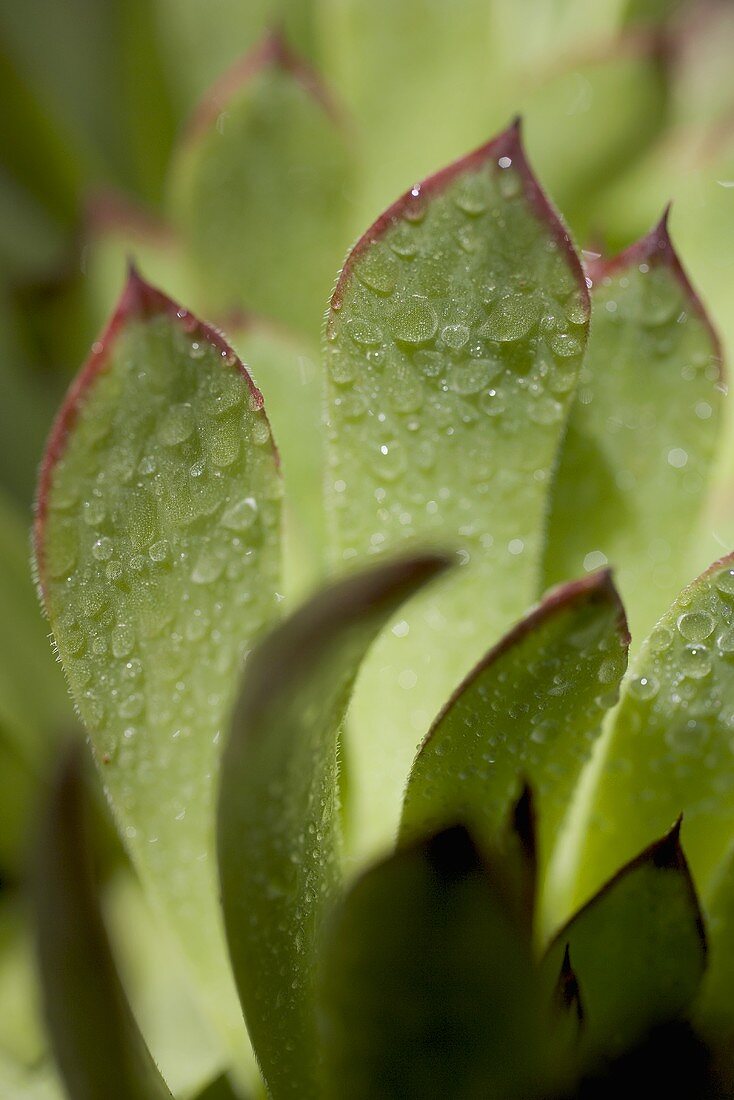 Houseleek leaves with drops of water