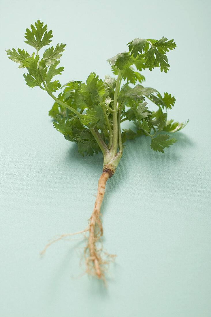 Fresh parsley with root