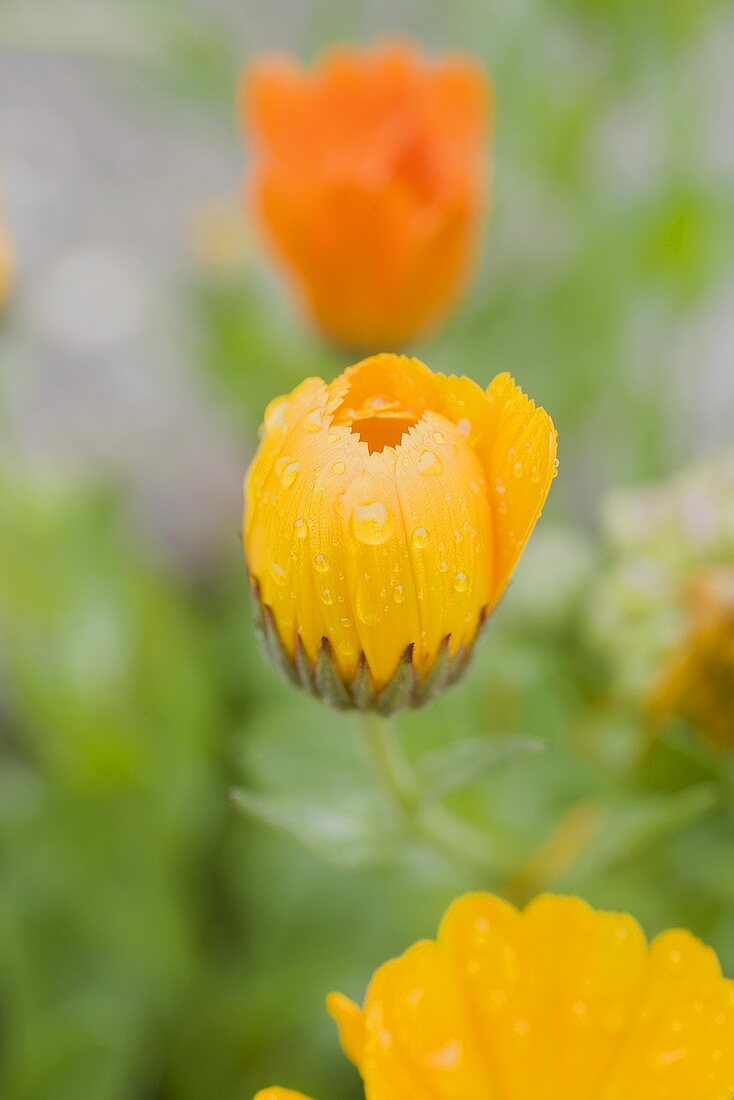 Ringelblumen im Garten