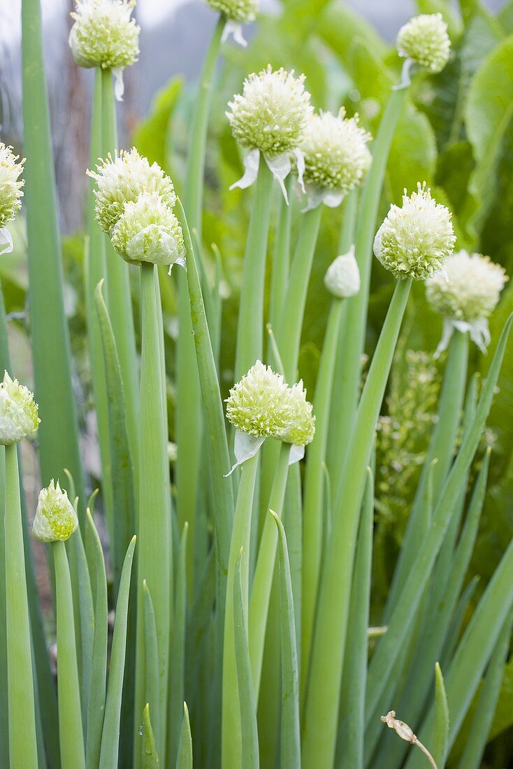 Garlic chives with flowers