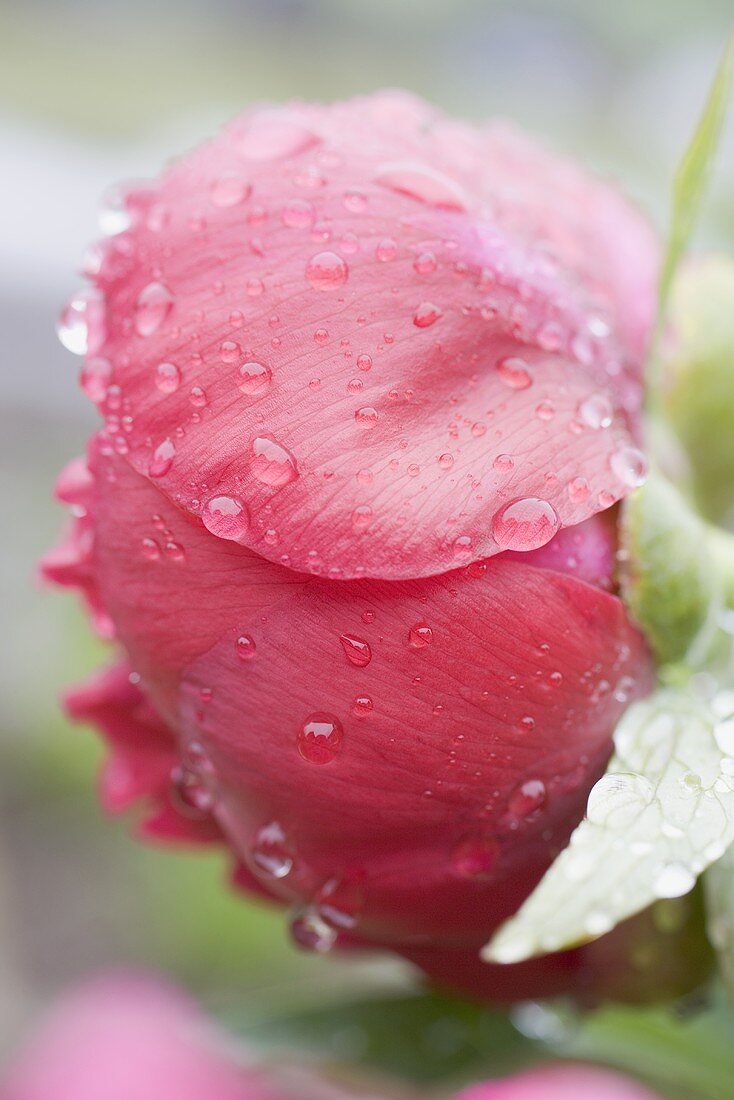 Pfingstrose mit Wassertropfen (Close Up)