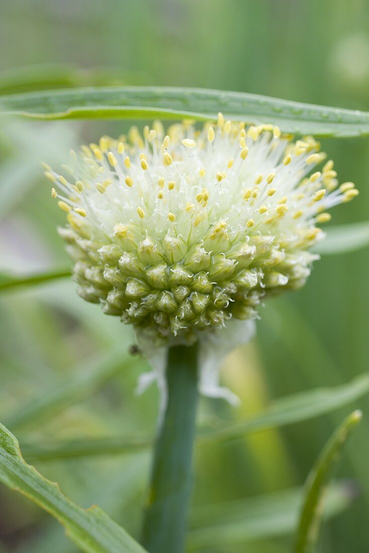 Garlic chive with flower