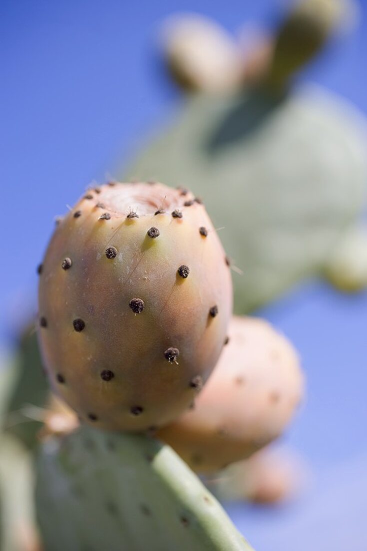 Prickly Pears License Images 964363 Stockfood