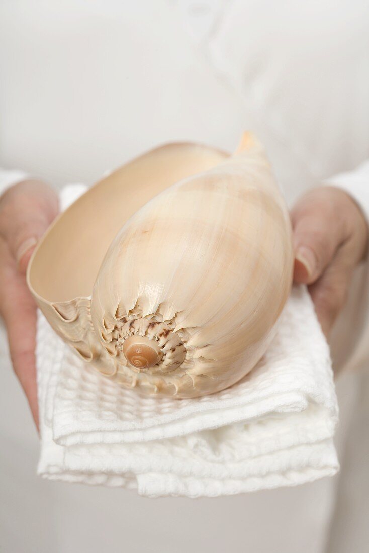 Hands holding large shell on white towel