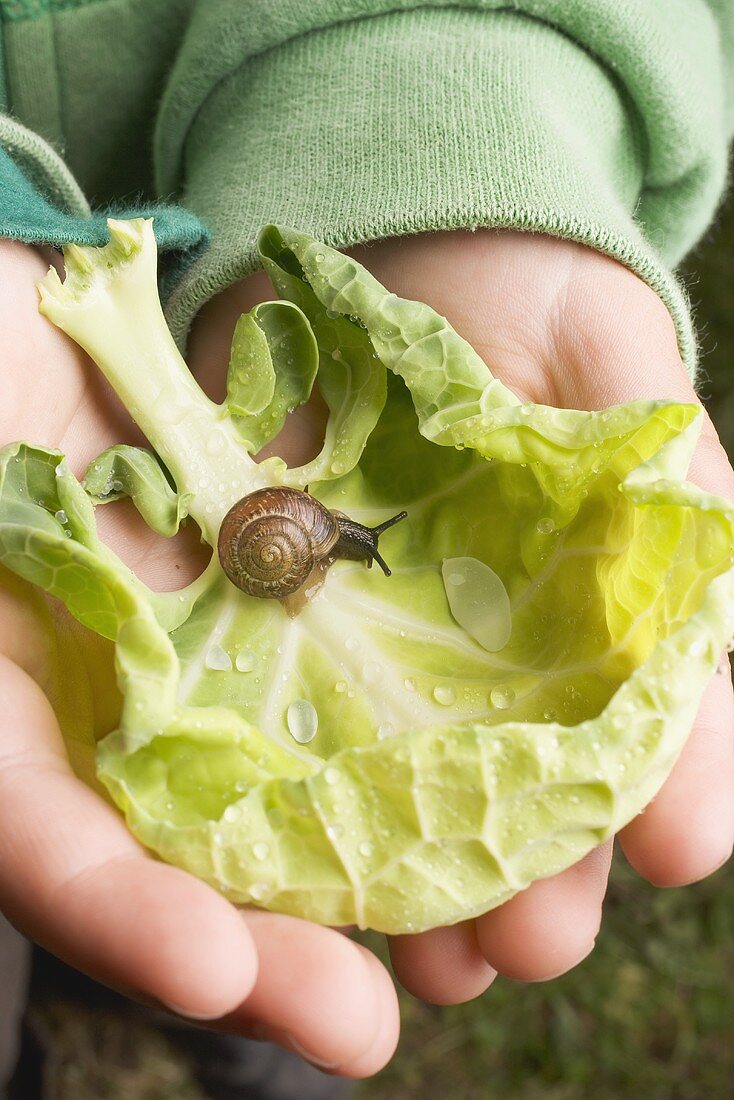 Child's hands holding cabbage leaf with snail