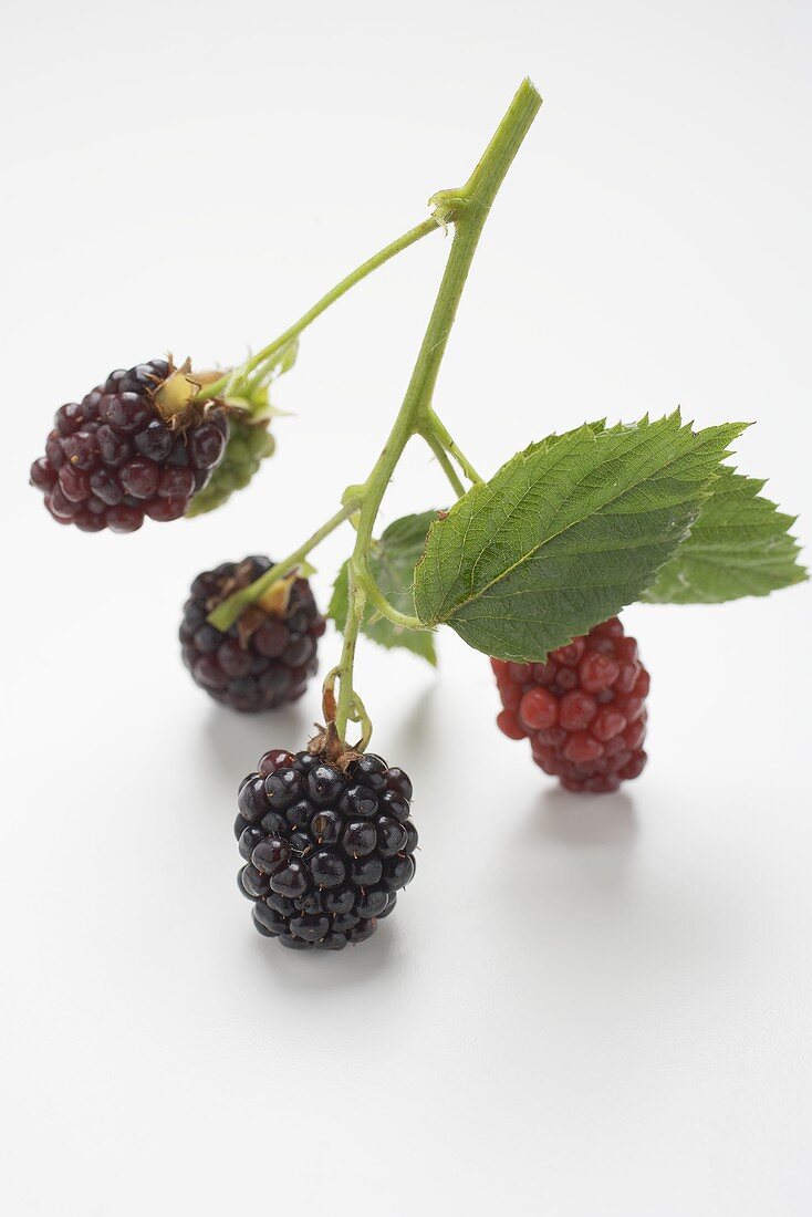 Blackberries on stalk with leaves