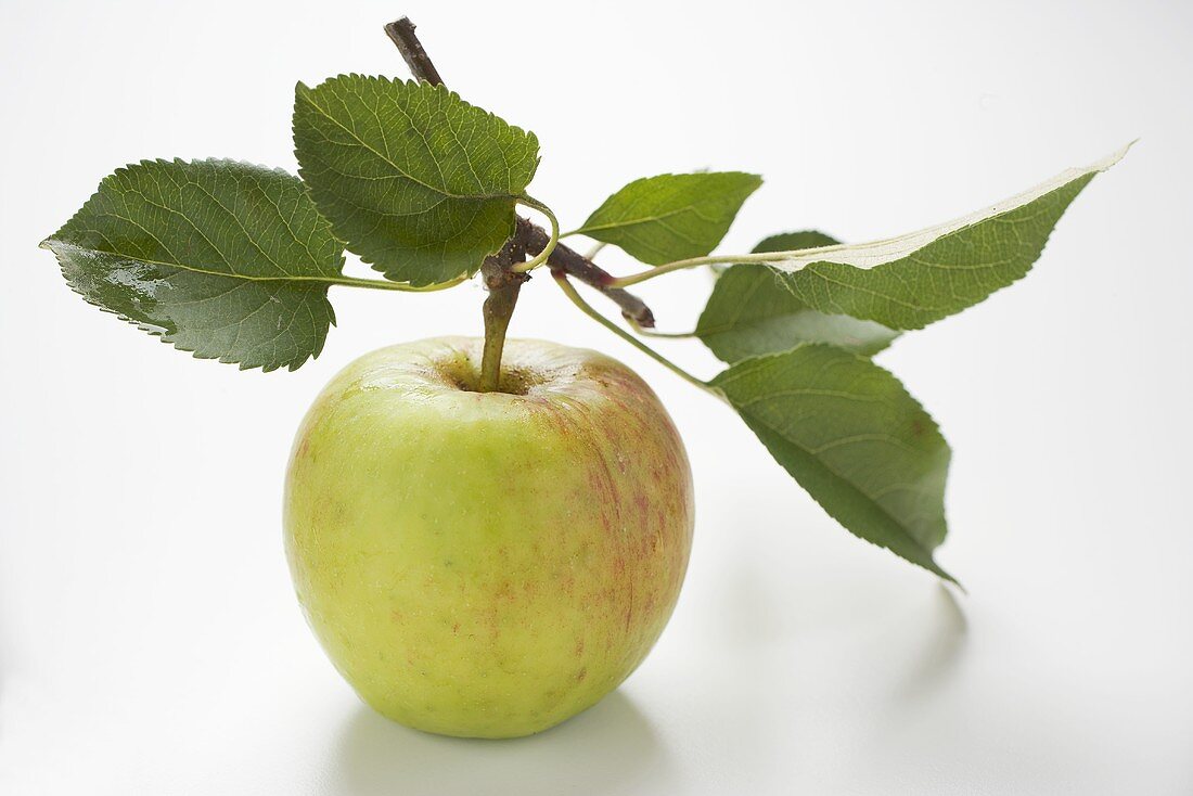 Apple with stalk and leaves