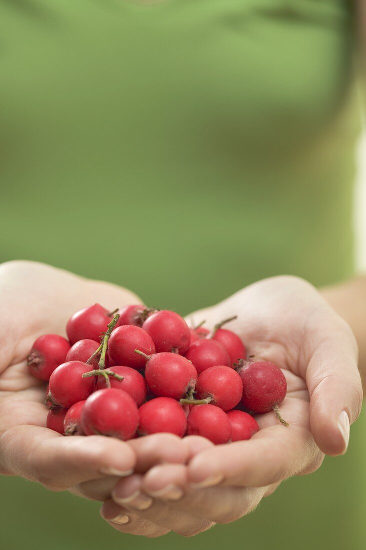 Hands holding fresh rose hips