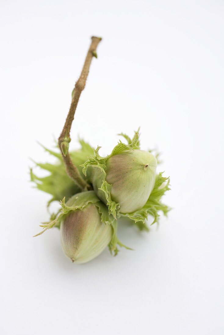 Unripe hazelnuts with twig
