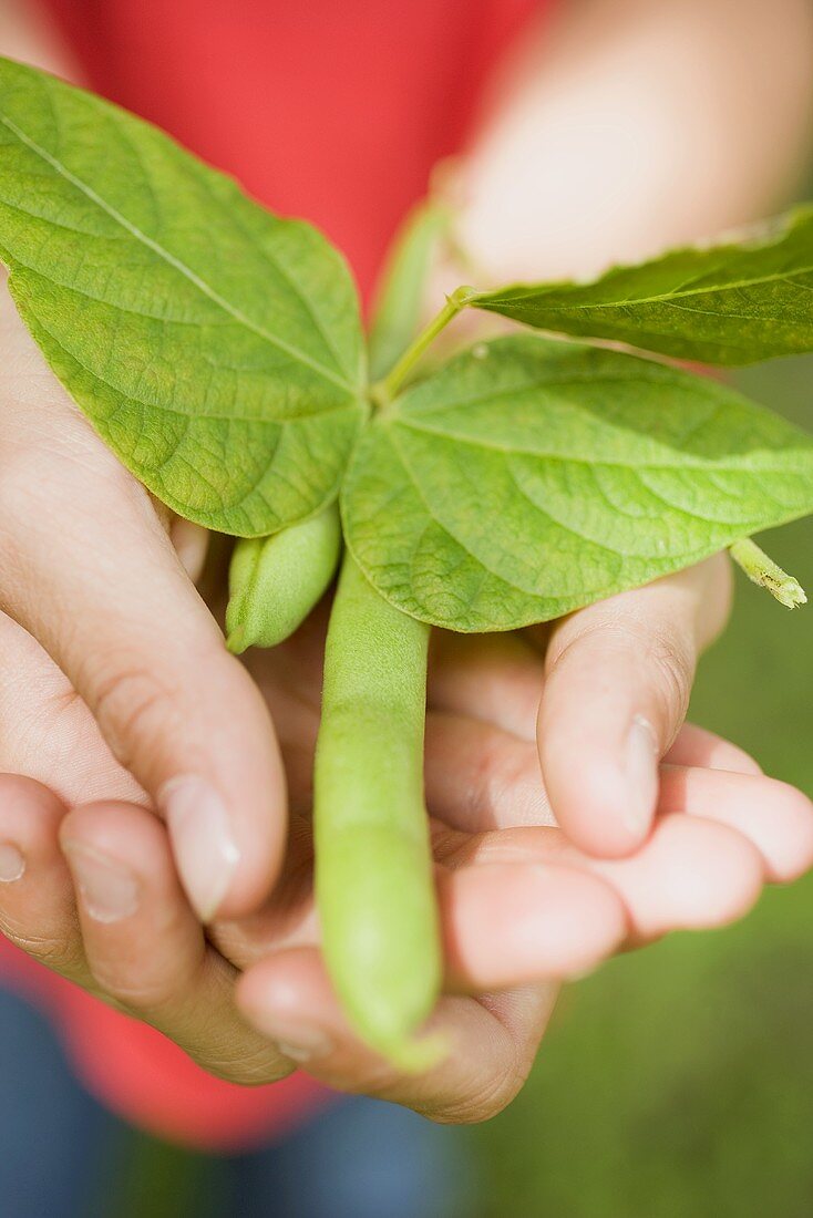 Hände halten grüne Bohnen mit Blättern