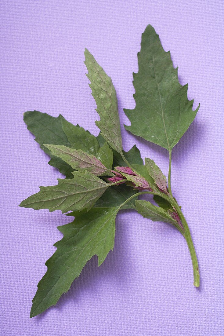 Mizuna (Salad leaf from Japan)