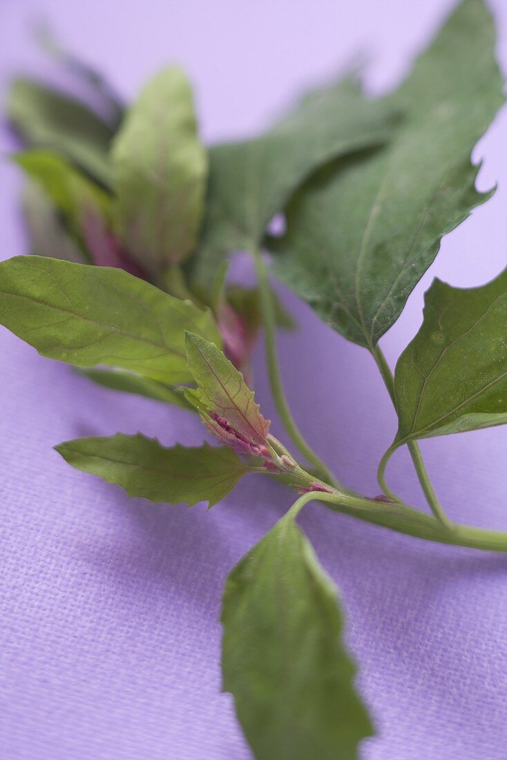 Mizuna (Salad leaf from Japan)