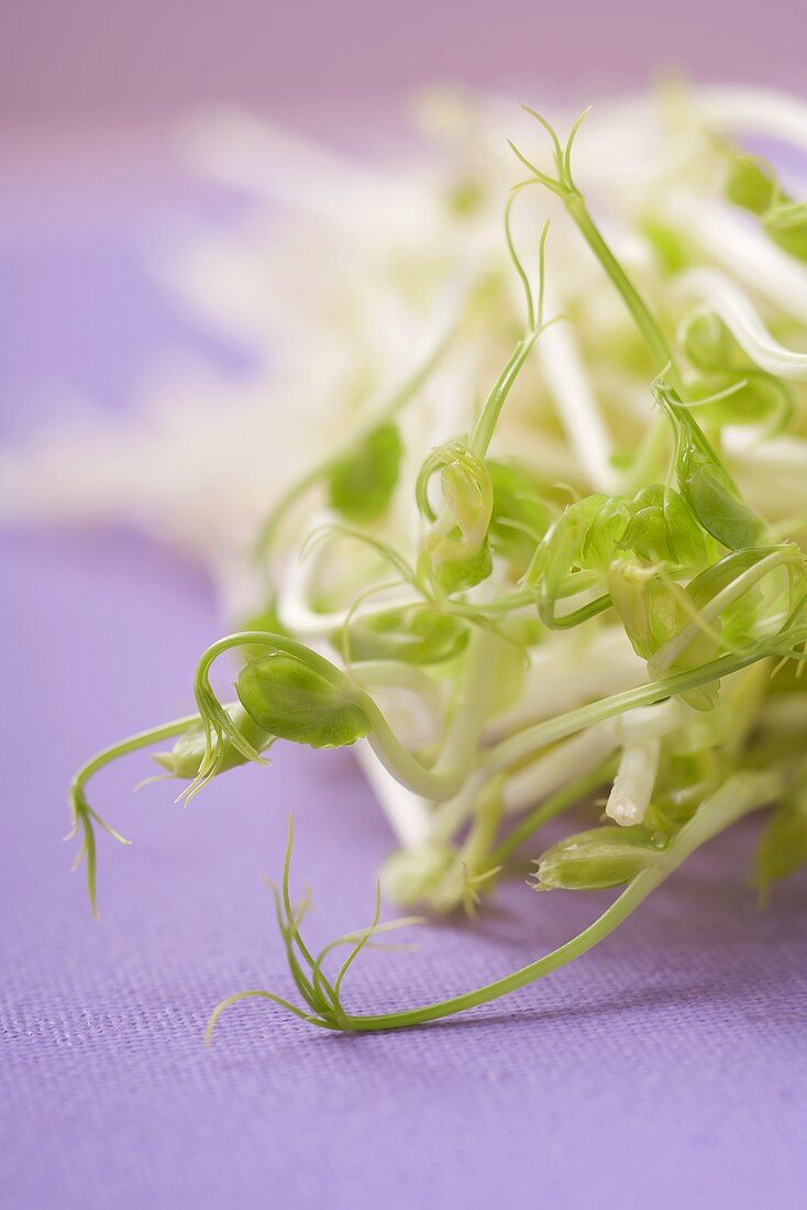 Fresh sprouts (detail)