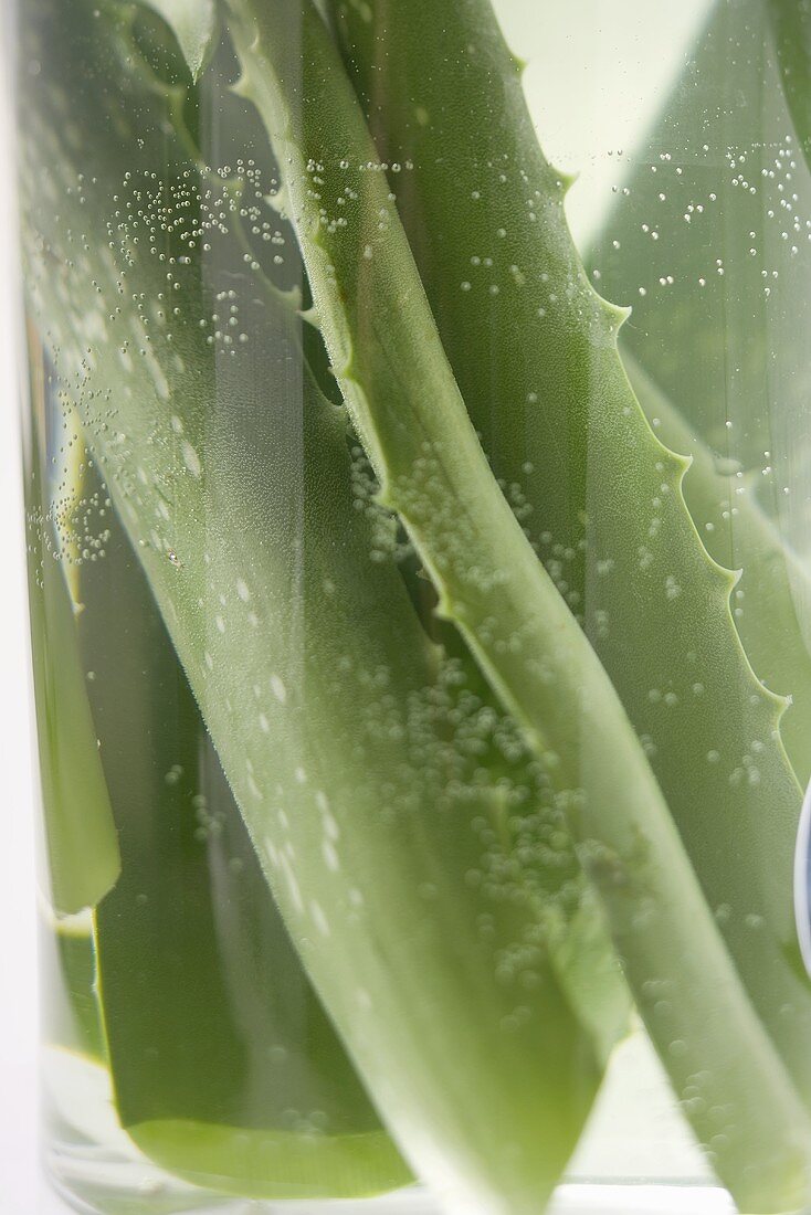 Aloe vera leaves in glass of water