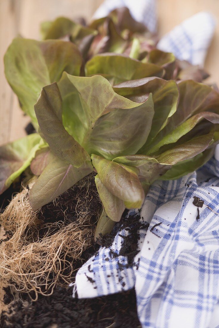 Rote Kopfsalatpflanze mit Wurzeln und Erde auf Geschirrtuch