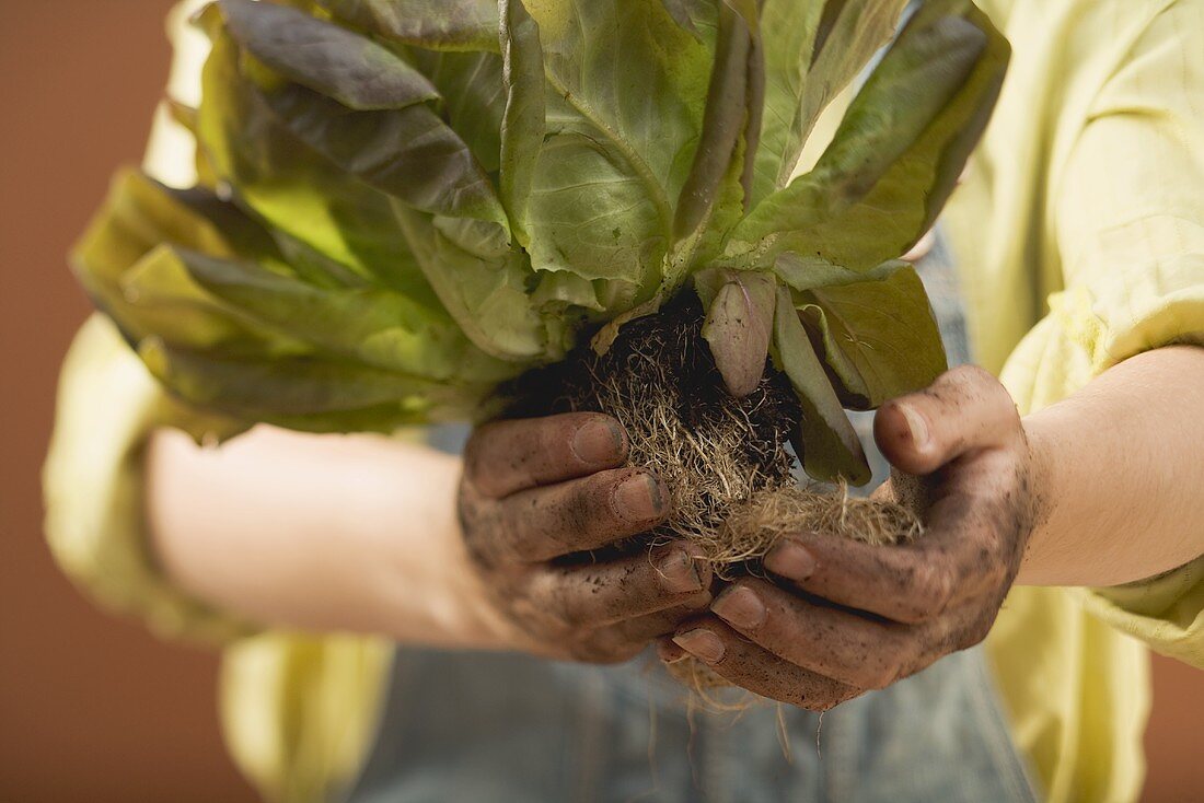 Hände halten rote Kopfsalatpflanze mit Wurzeln und Erde