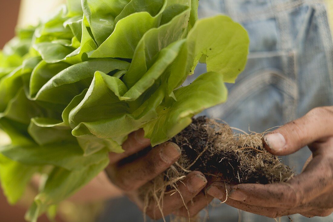 Hands holding lettuce plant with roots and soil
