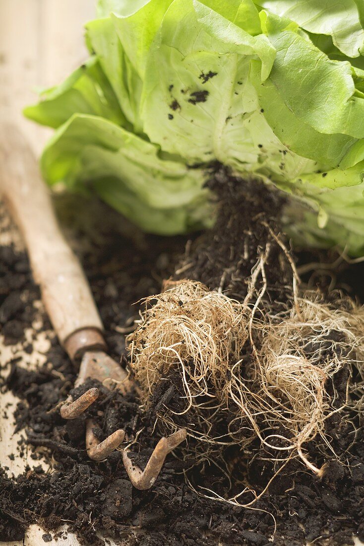 Lettuce with roots and soil, garden tool beside it
