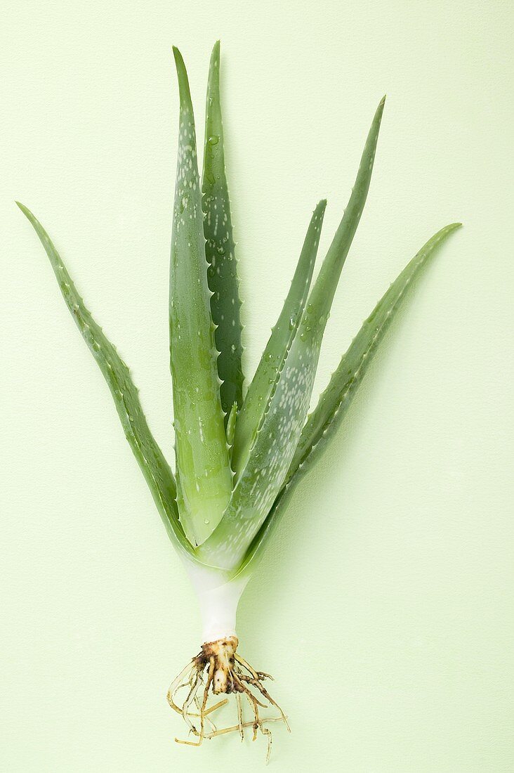 Aloe vera with roots