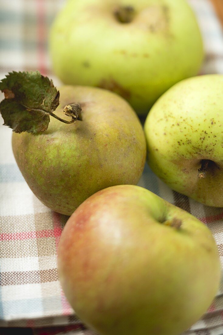 Various organic apples on tea towel