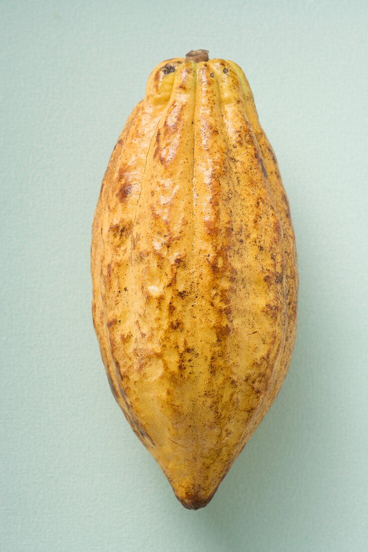 Cacao fruit on light background