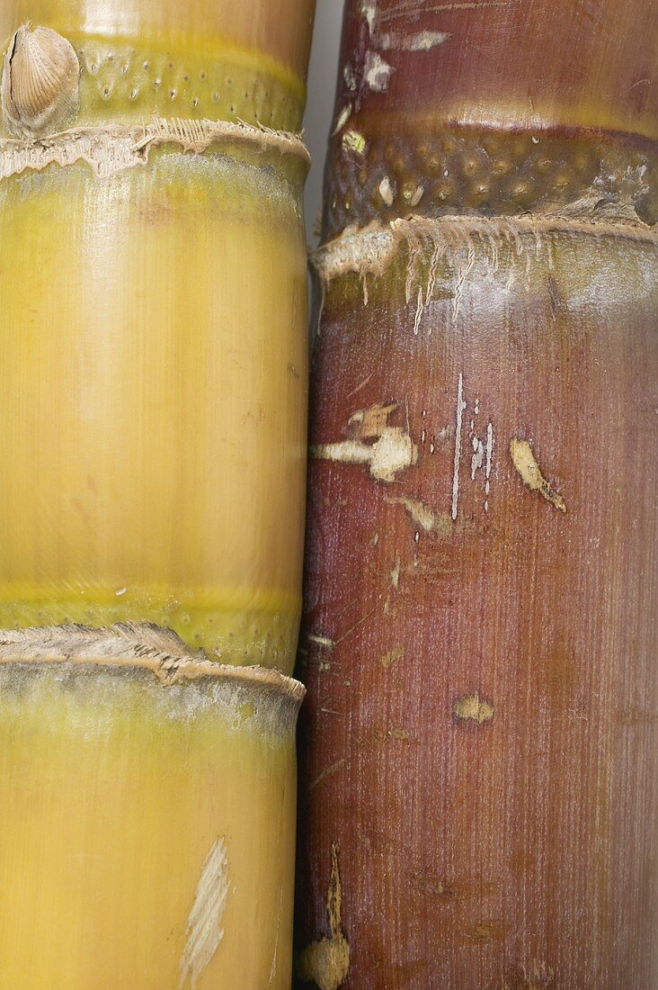 Sugar cane (detail)