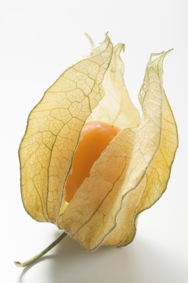 Physalis mit Hülle (Close Up)