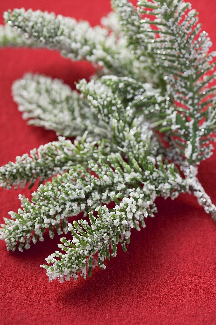 Fir branch with snow