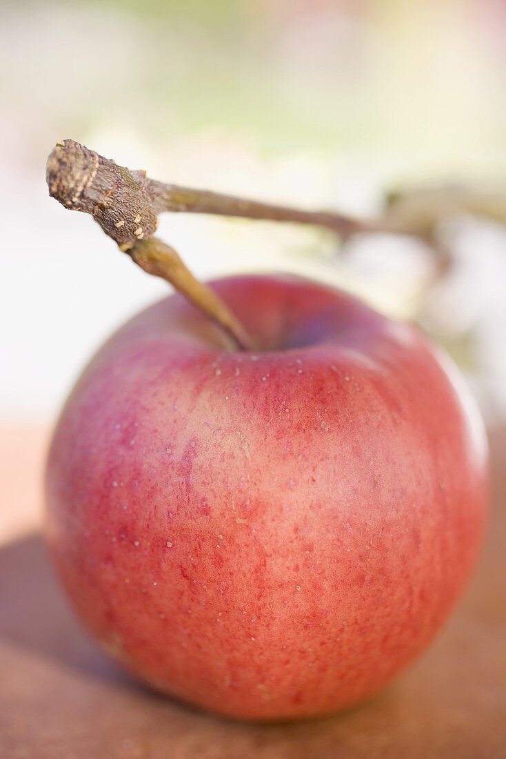 Red apple with stalk
