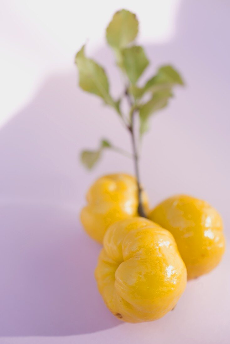 Zierquitten (Sorte CIDO oder Nordische Zitrone) am Zweig