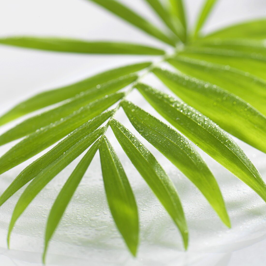 Fan palm leaf with drops of water (detail)