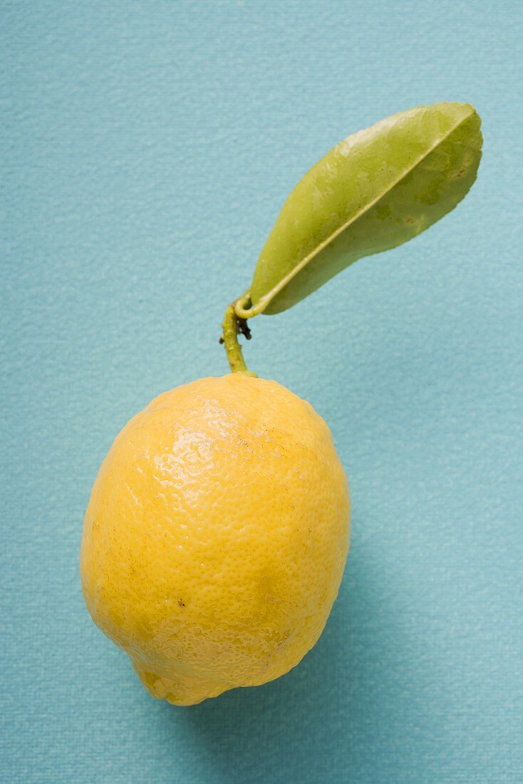 Zitrone mit Blatt auf blauem Hintergrund