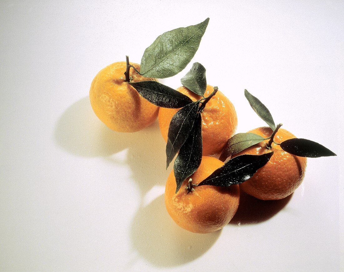 Vier Mandarinen mit Blättern (Tangerinen)