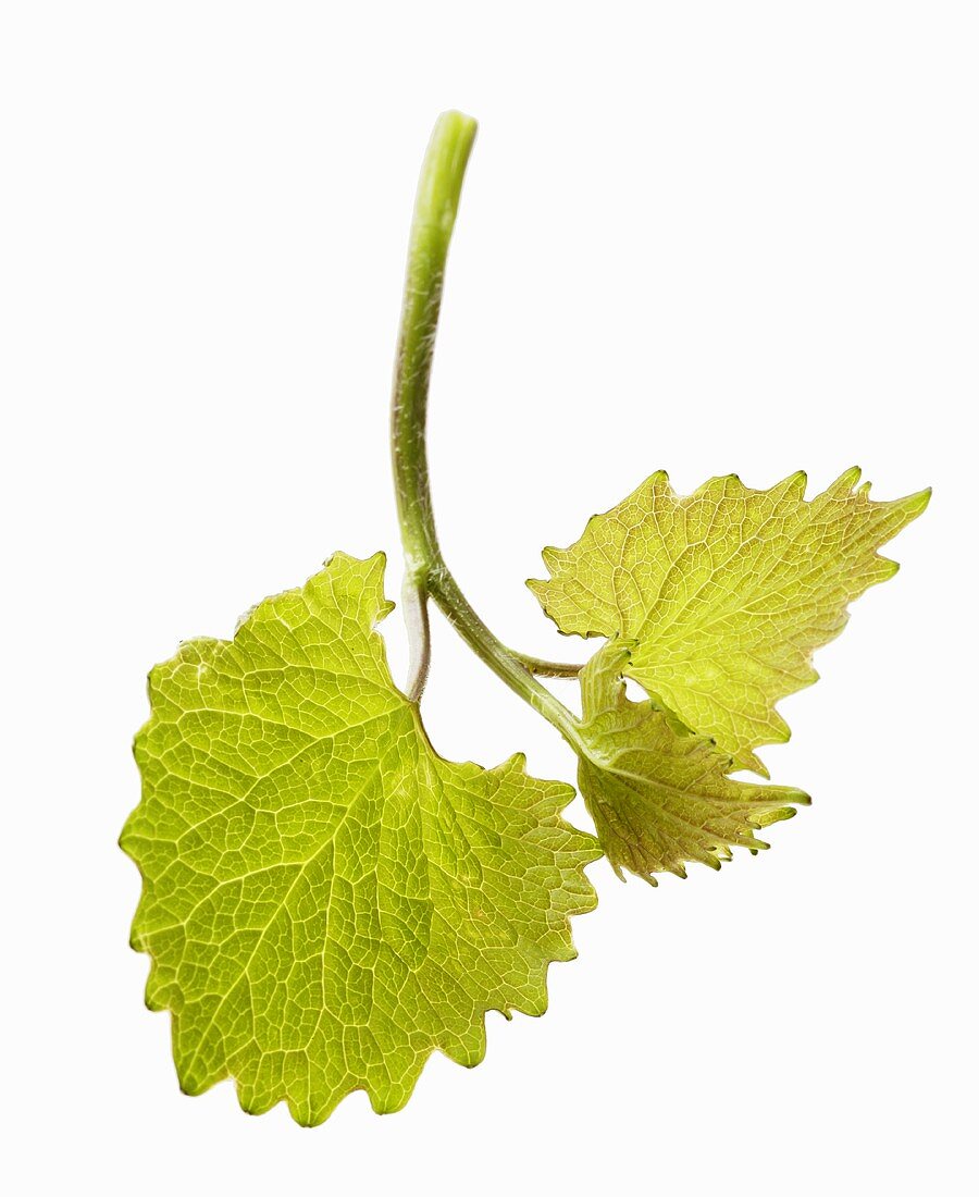 A stalk of garlic mustard