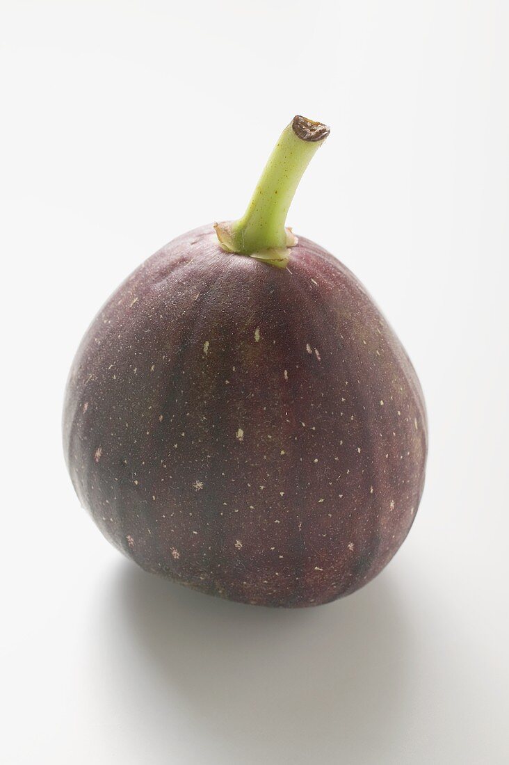 Purple fig