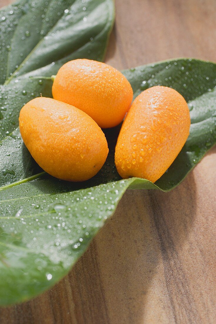 Three kumquats with drops of water on leaves