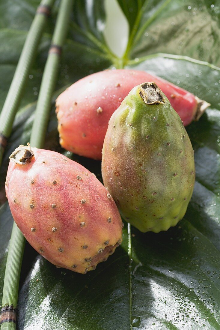 Three prickly pears on leaf