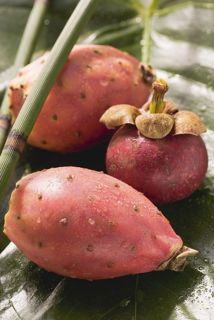 Mangostane und Kaktusfeigen auf Blatt