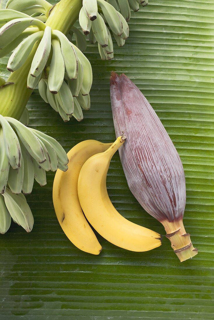 Bananas, unripe, ripe and banana flower