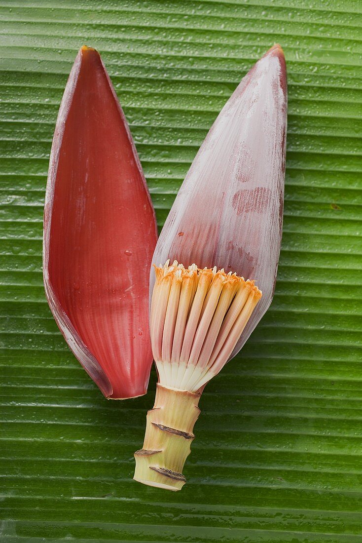 Banana flower (overhead view)