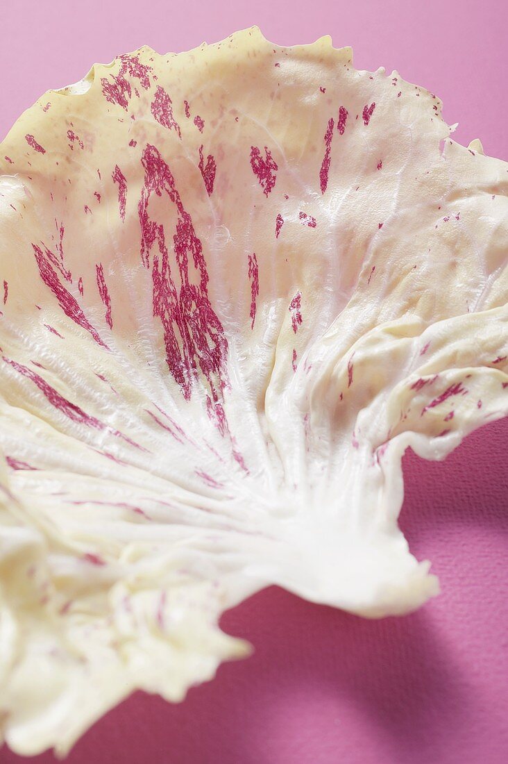 A radicchio leaf on pink background