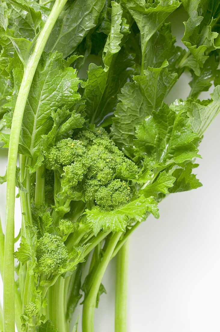 Fresh broccoli rabe (detail)