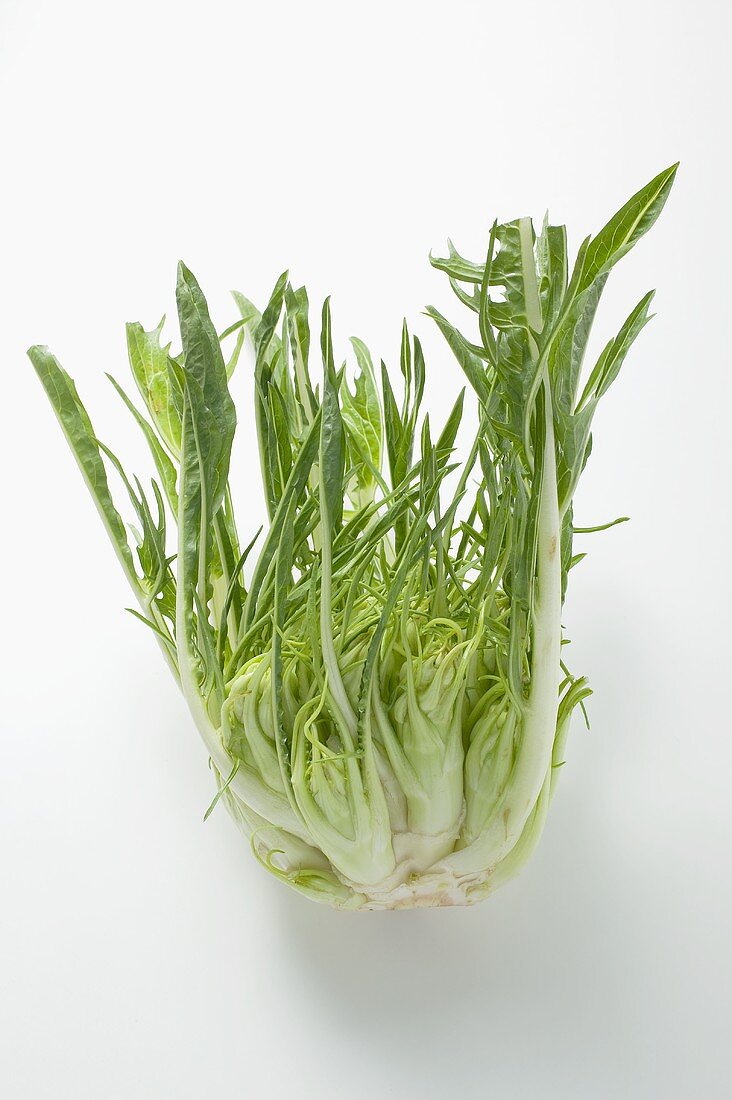 Chicory (stem with leaves)