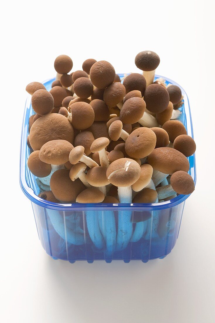 Pioppini mushrooms from Italy in plastic punnet