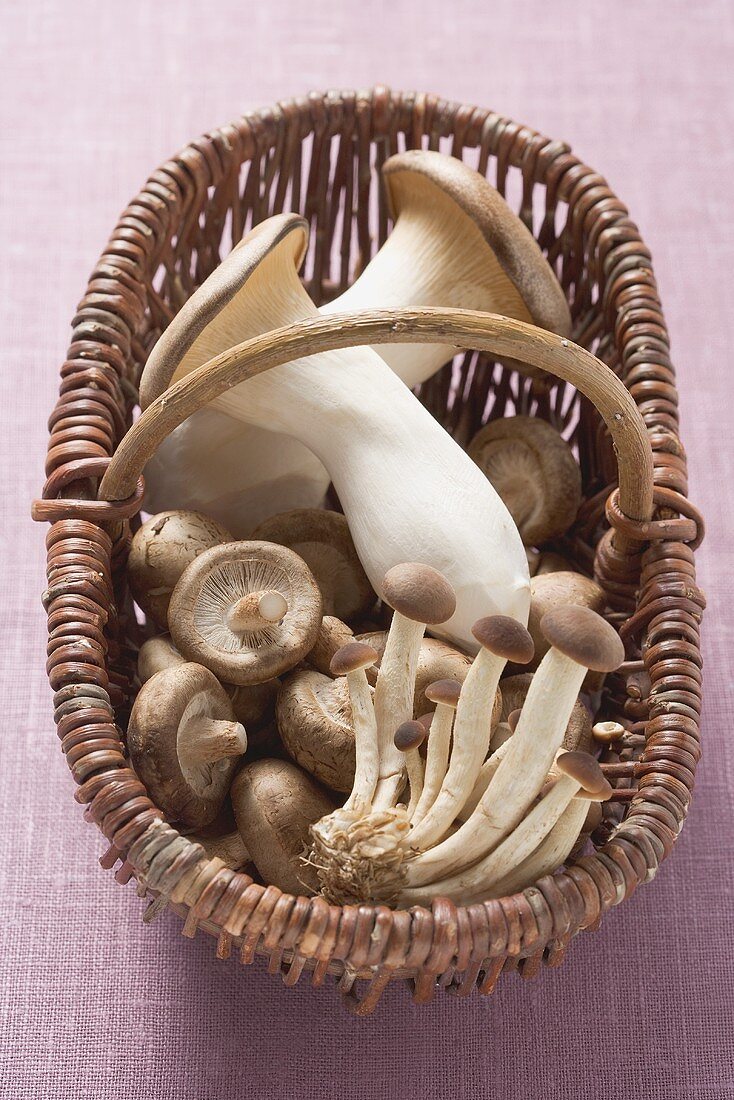 Various types of mushrooms in basket