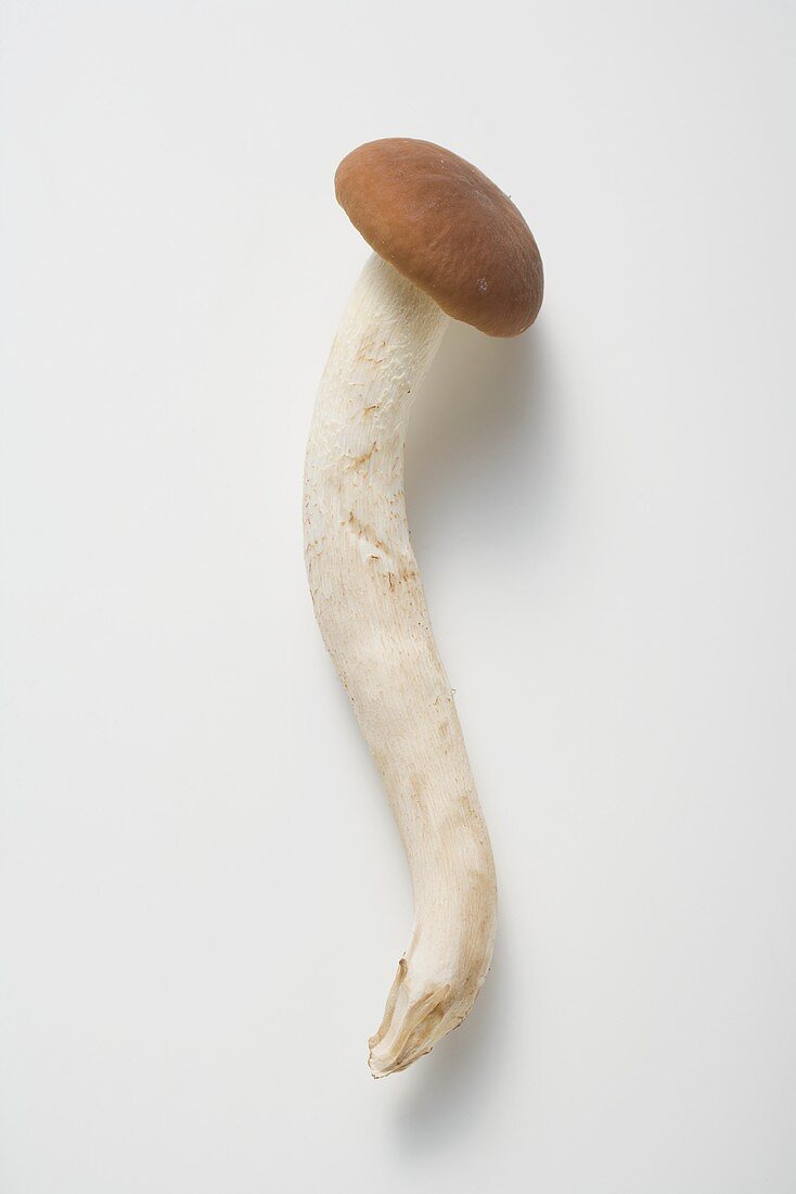 A pioppini mushroom (Italy)