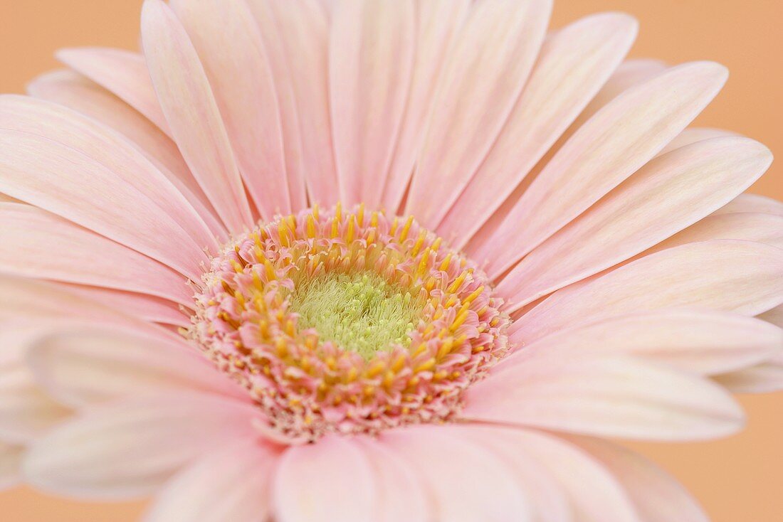 A salmon-pink gerbera