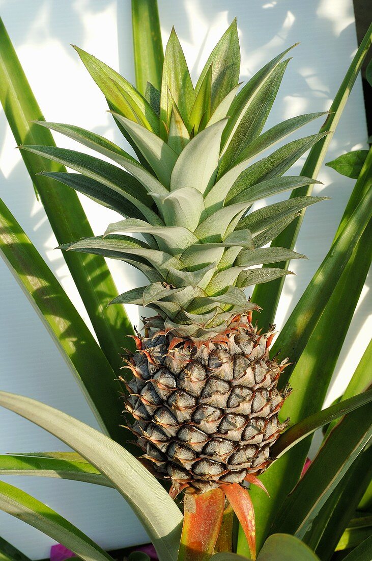 Pineapple plant with pineapple