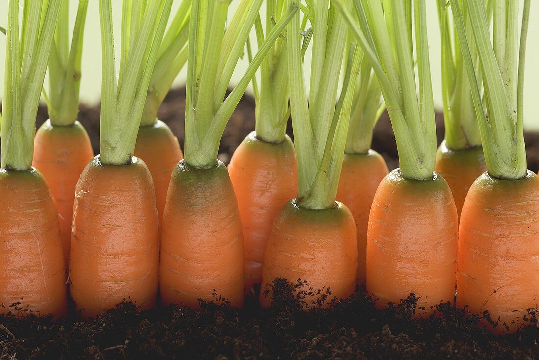 Carrots in soil