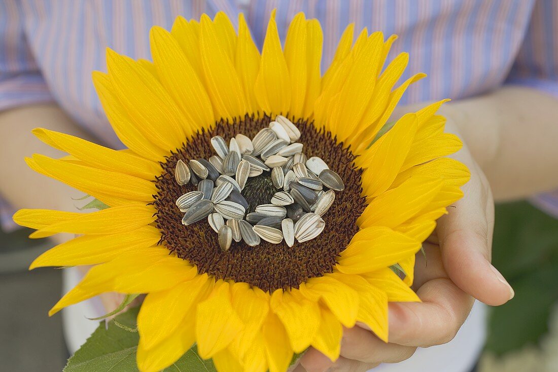Eine Sonnenblume mit ungeschälten Sonnenblumenkernen
